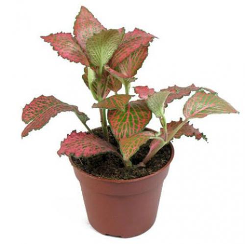 Названия комнатных тенелюбивых растений. 03