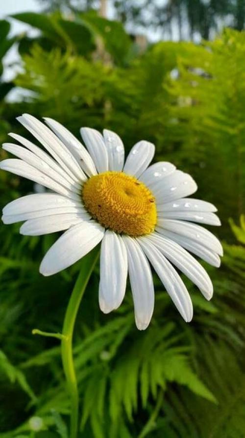 Еще немного ромашек - символа чистоты, любви и семьи в моих вышивках! 01