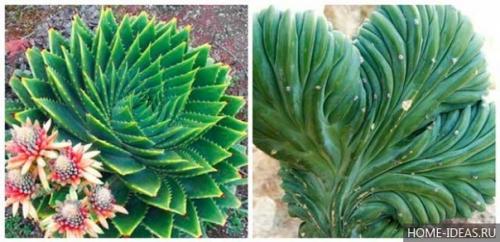 Декоративное применение и уход за суккулентами. 08