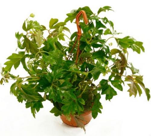 Названия комнатных тенелюбивых растений. 06