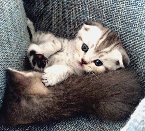 Продам шотландских котяток? 01