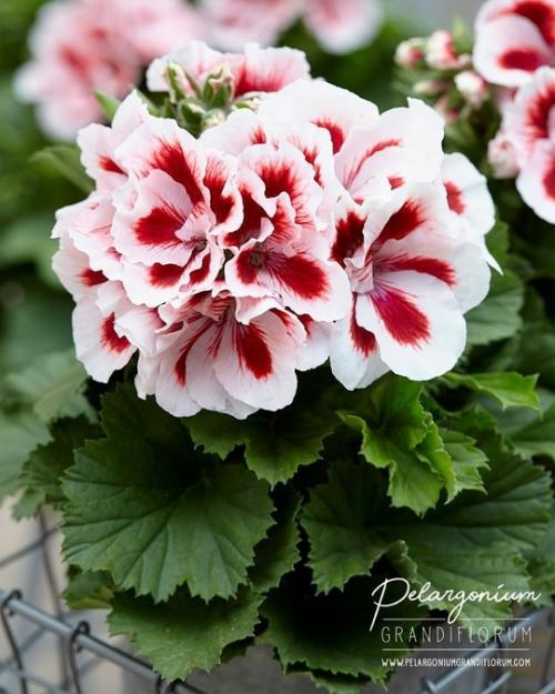 Пеларгония - украшение интерьера. 03