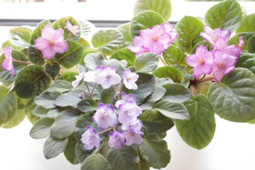 Интересное о фиалках. 01 Интересное о фиалках. 01