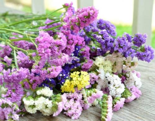 Статица?   Цветы статица - это тот же бессмертник. 02