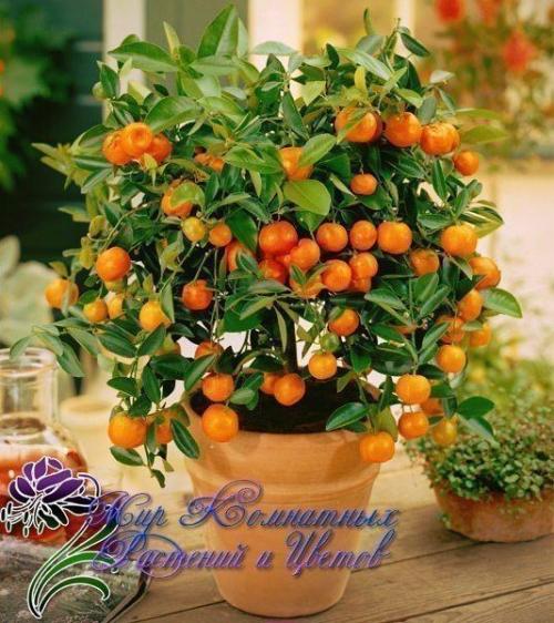 Как вырастить мандарин из косточки. 04