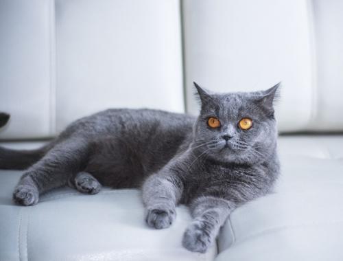 Господа присяжные заседатели! 01