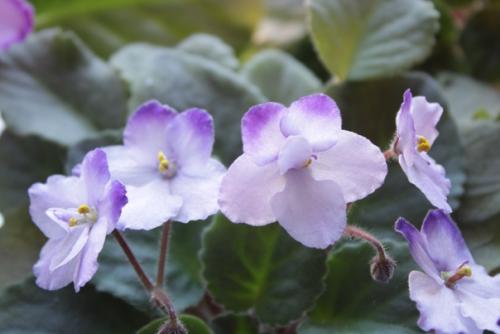 Интересное о фиалках. 04 Интересное о фиалках. 04