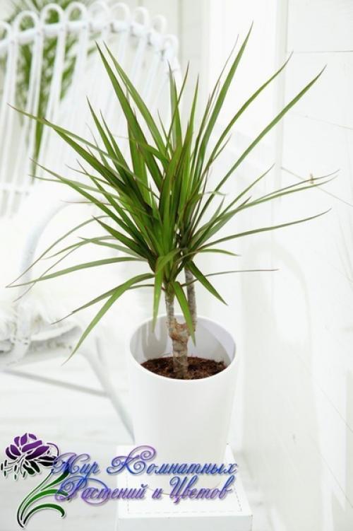 Драцена в домашних условиях. 01