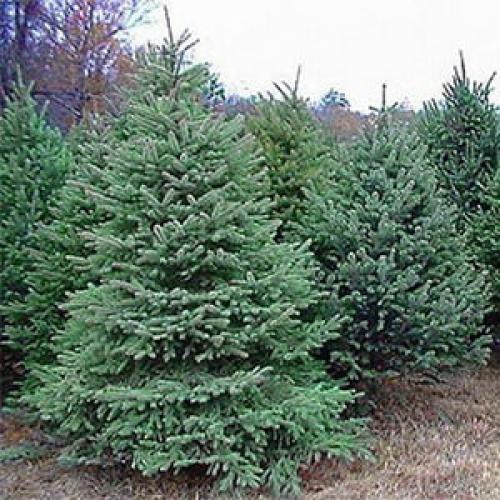 Дендротерапия.  Хвойная сила. 01