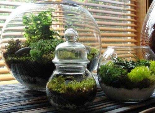 Идеи@Cvetochniyvodopad. Волшебный сад за стеклом - флорариум своими руками? 04