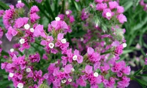 Статица?   Цветы статица - это тот же бессмертник. 04