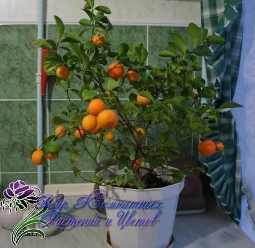 Как вырастить мандарин из косточки. 02
