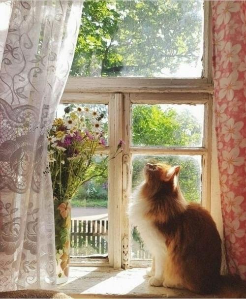 Август.  Кофейная пена. 
