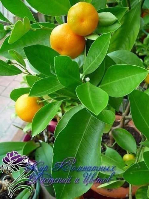 Как вырастить мандарин из косточки. 03