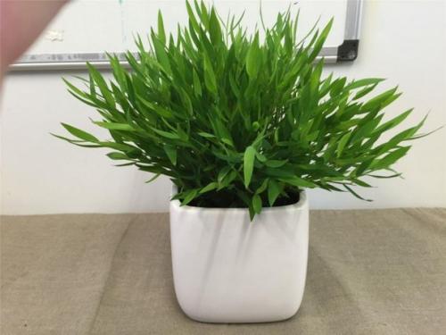 Мини - бамбук погонатерум. 03