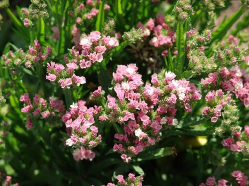 Статица?   Цветы статица - это тот же бессмертник. 03