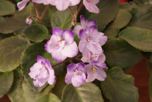 Интересное о фиалках. 03 Интересное о фиалках. 03