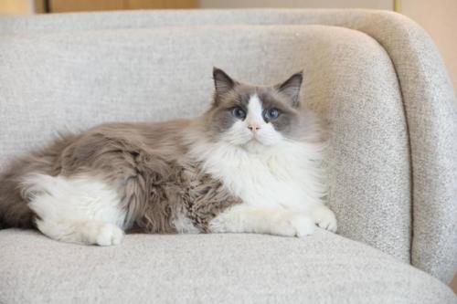 Водная гладь, березы и кот по кличке Марсель: квартира с террасой в Москве. 02