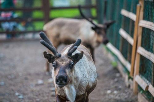 Елагин остров: все самое интересное. 03