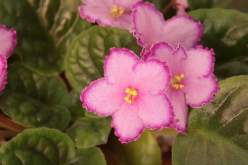 Интересное о фиалках. 02 Интересное о фиалках. 02