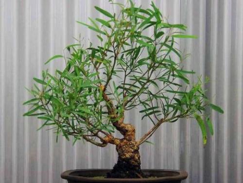 Сильные комнатные растения энергетически. 07