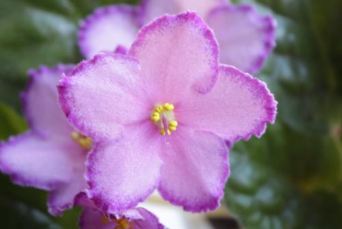 Интересное о фиалках. Интересное о фиалках.