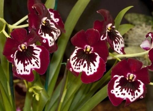 Орхидея мильтониопсис.  Уход в домашних условиях. 04