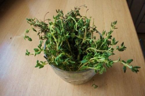 Сильные комнатные растения энергетически. 05