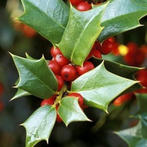 Дендротерапия.  Хвойная сила. 07