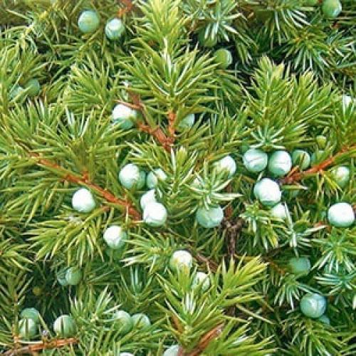 Дендротерапия.  Хвойная сила. 03