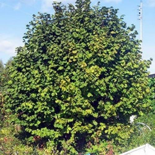 Дендротерапия.  Хвойная сила. 05