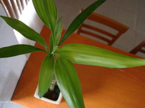 Сильные комнатные растения энергетически. 02