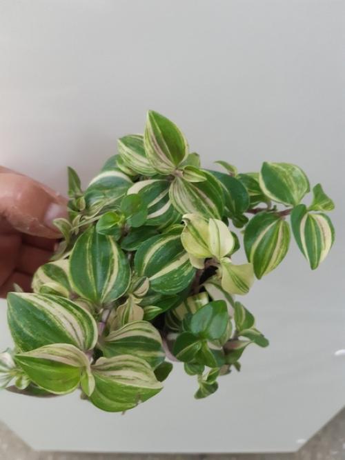 Традесканция. Традесканция - комнатное растение, которое требует минимума внимания, но при этом является эффектным украшением интерьера. 01 Традесканция. Традесканция - комнатное растение, которое требует минимума внимания, но при этом является эффектным украшением интерьера. 01