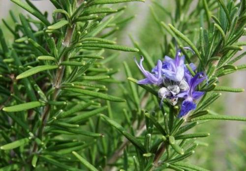 Сильные комнатные растения энергетически. 04