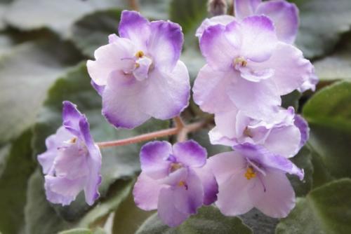 Интересное о фиалках. 05 Интересное о фиалках. 05