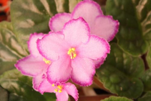 Интересное о фиалках. 06 Интересное о фиалках. 06