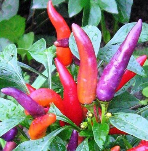 Перец декоративный.  Декоративный перец относительно неприхотлив. 01