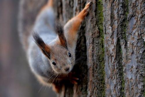 Елагин остров: все самое интересное. 04
