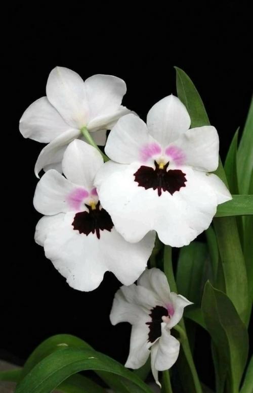 Орхидея мильтониопсис.  Уход в домашних условиях. 01