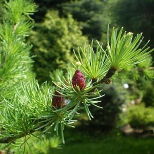 Дендротерапия.  Хвойная сила. 02