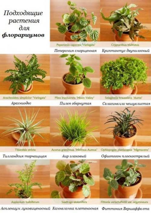 Идеи@Cvetochniyvodopad. Волшебный сад за стеклом - флорариум своими руками? 05