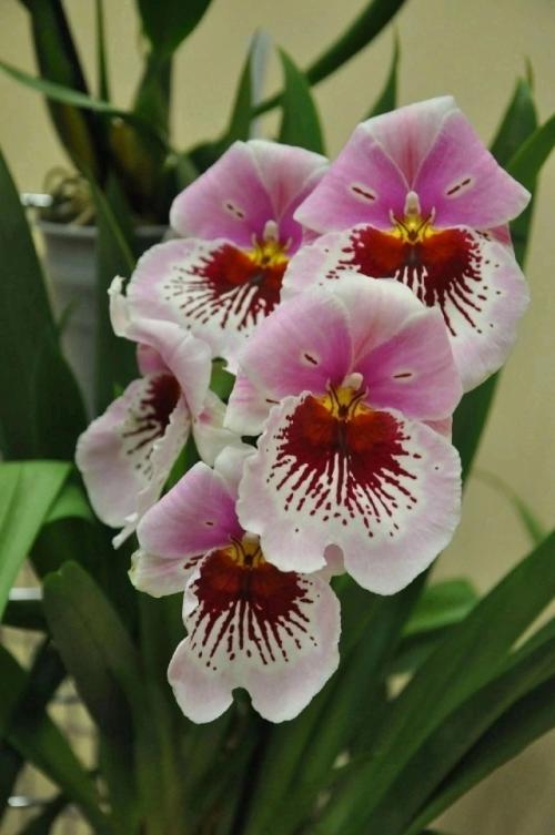 Орхидея мильтониопсис.  Уход в домашних условиях. 03