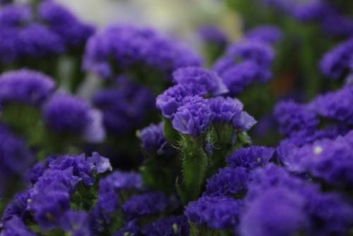 Статица?   Цветы статица - это тот же бессмертник. 01