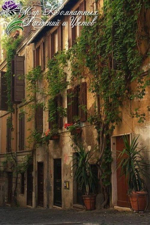 Драцена в домашних условиях. 02