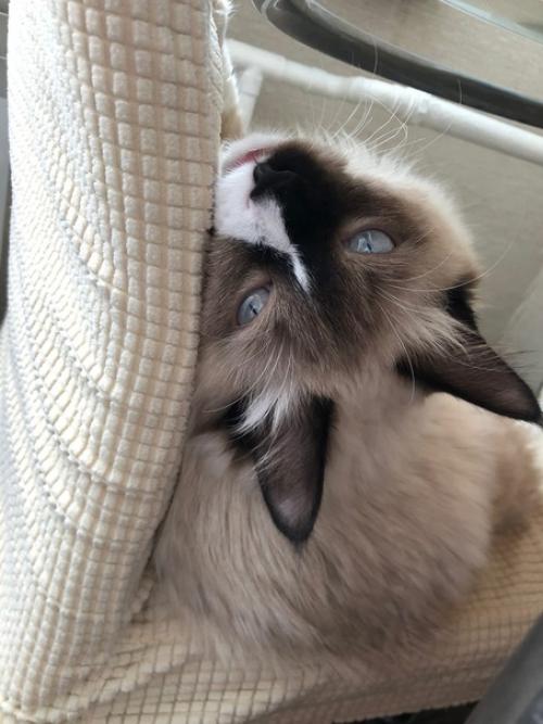 Кот Марсель или мася, но родители зовут его хитрожопый. 06