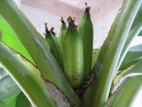 Как вырастить дома. 04