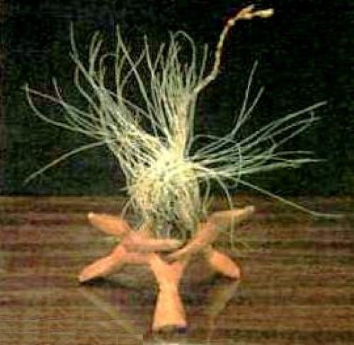 Тилландсия - кто это? 02 Тилландсия - кто это? 02