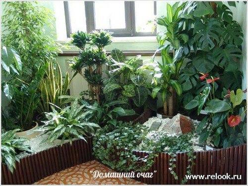 Зимний сад в интерьере.
