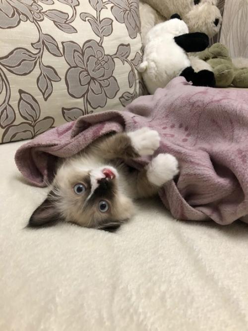 Кот Марсель или мася, но родители зовут его хитрожопый. 03