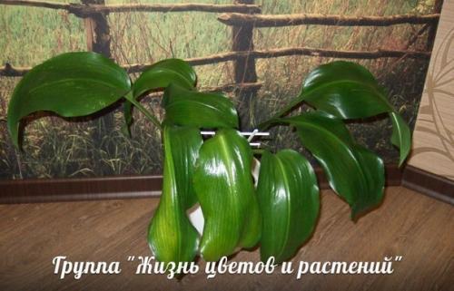 Эухарис.  Таким образом, если желтеют листья. 01